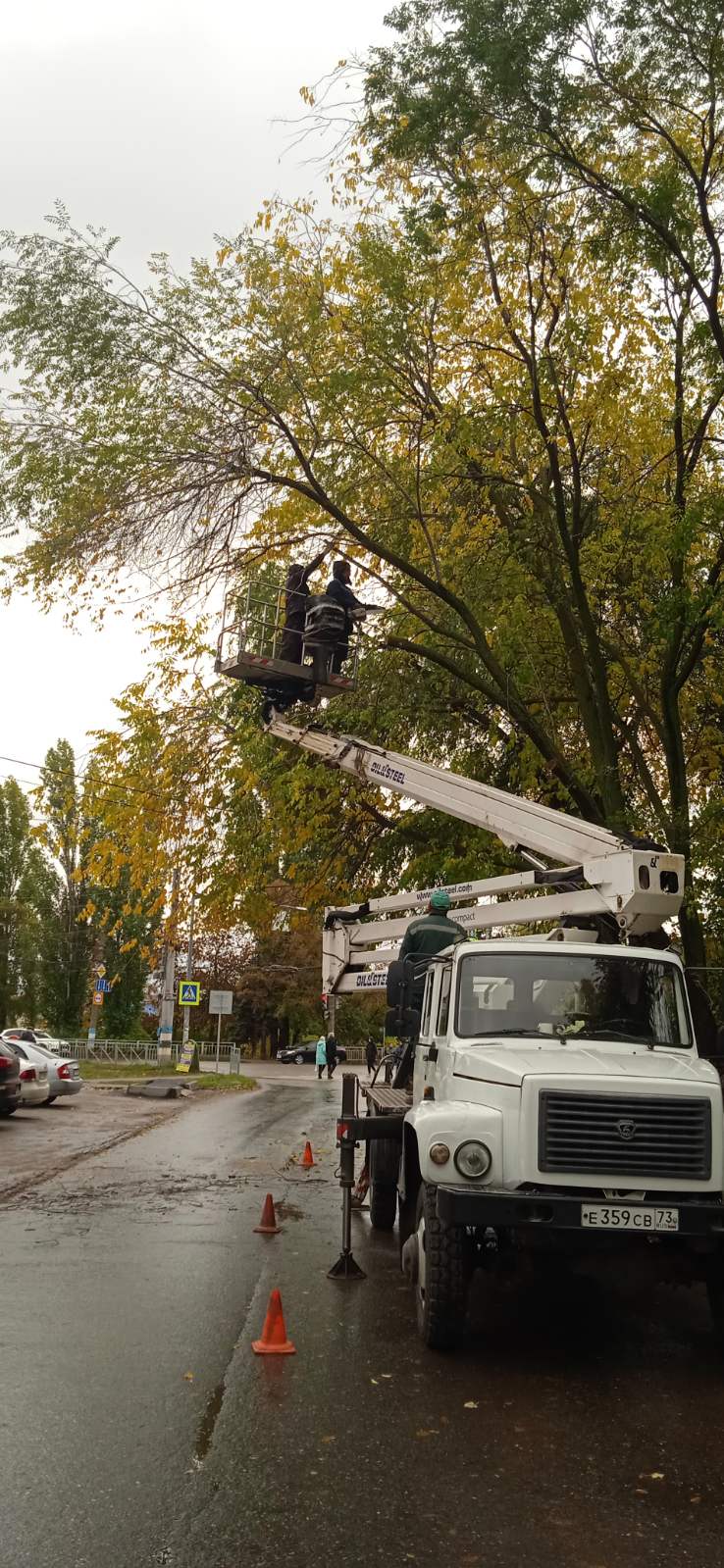 За минувшую неделю в Ульяновске убрали 76 опасных деревьев.